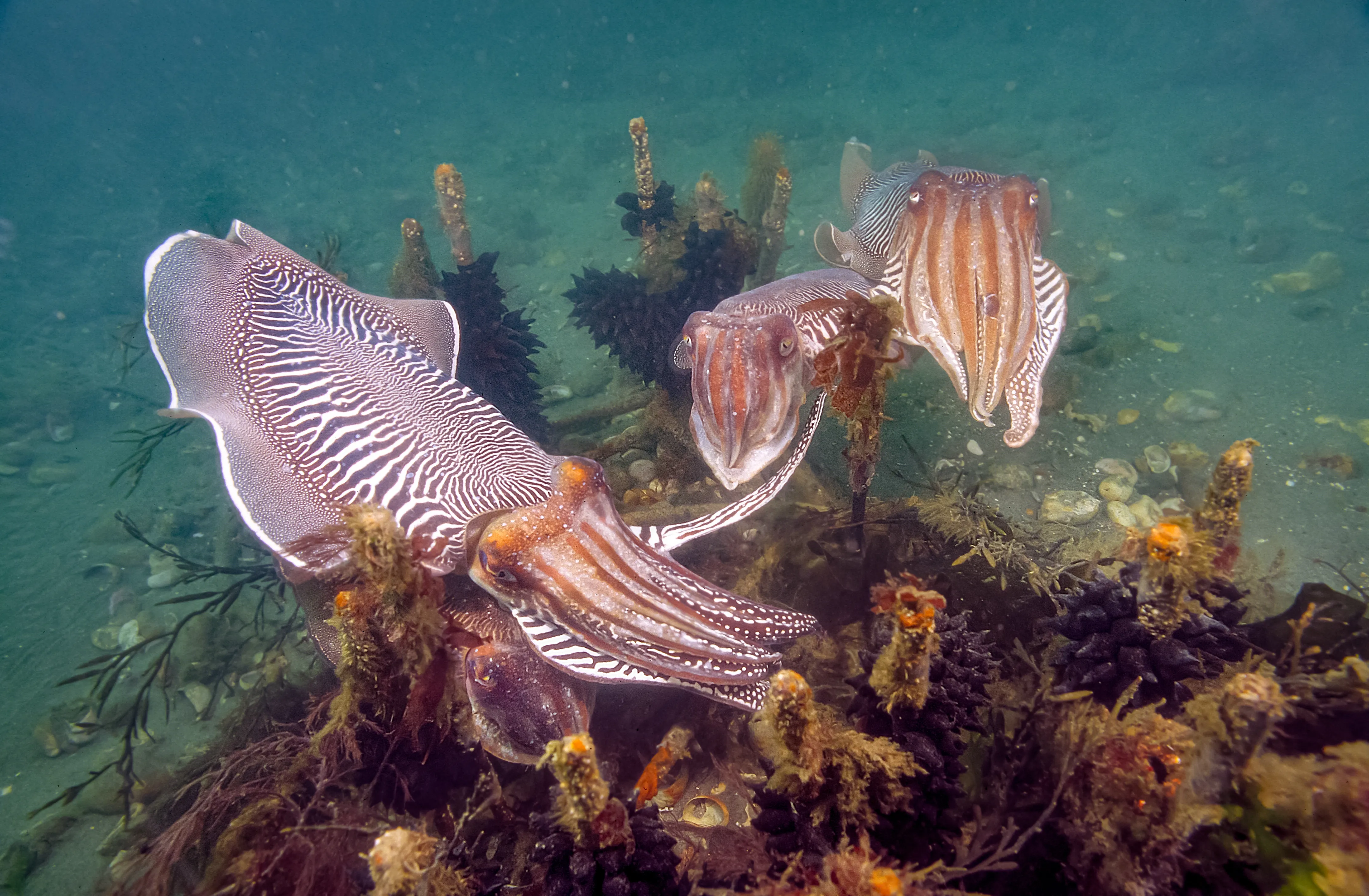 Selsey Cuttlefish 2 pairs © Paul Parsons 2024.jpg