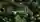 Treeconnecting Cover