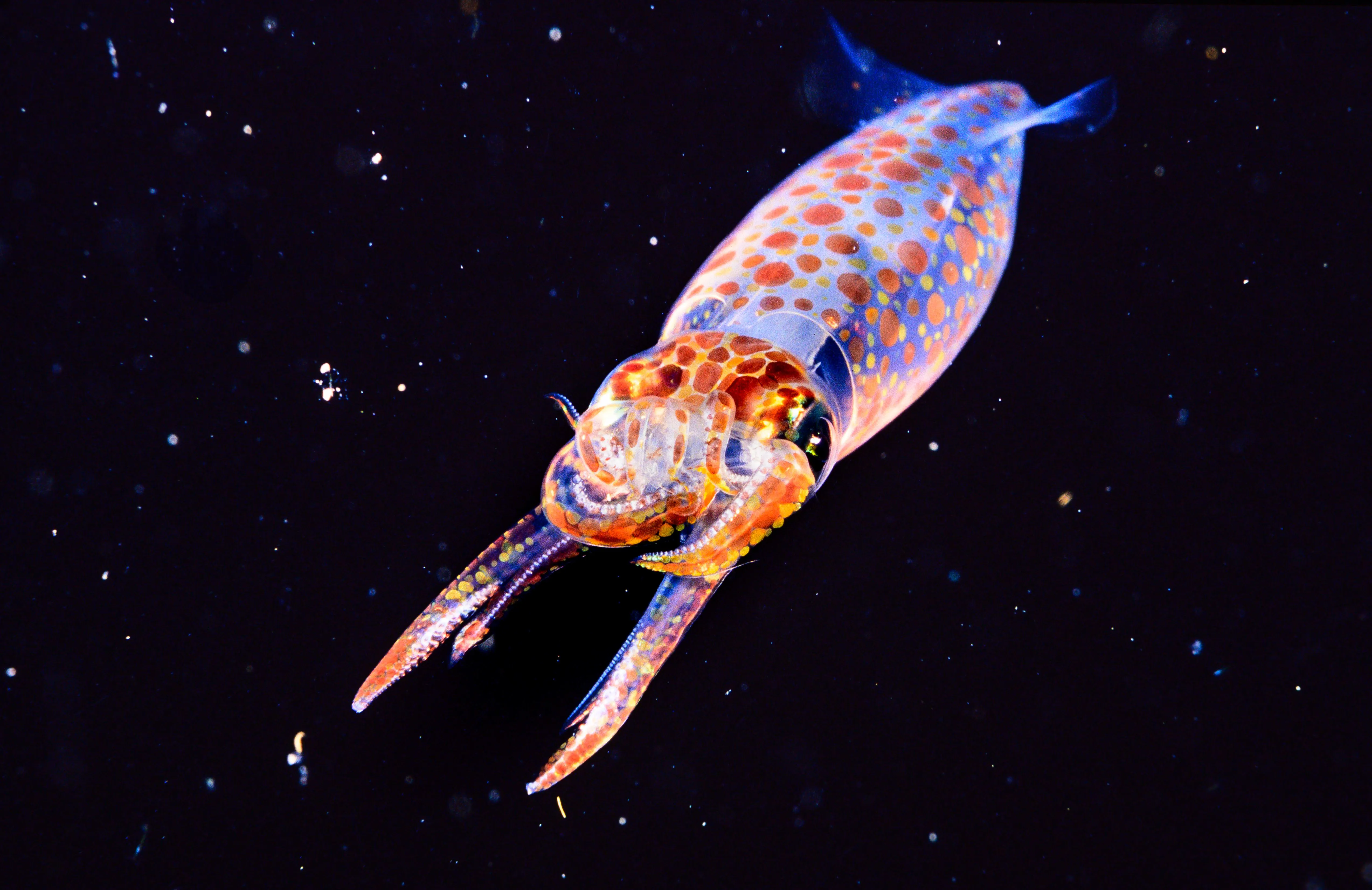 Squid  Paul Parsons 2024 (002).jpg