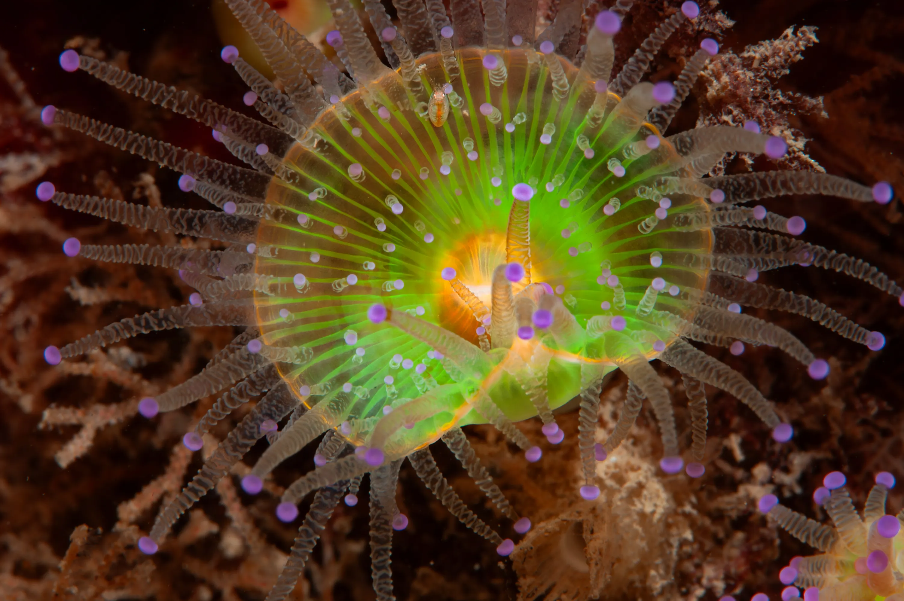 Worthing Jewel Anemone ©Paul Parsons 2024.jpg