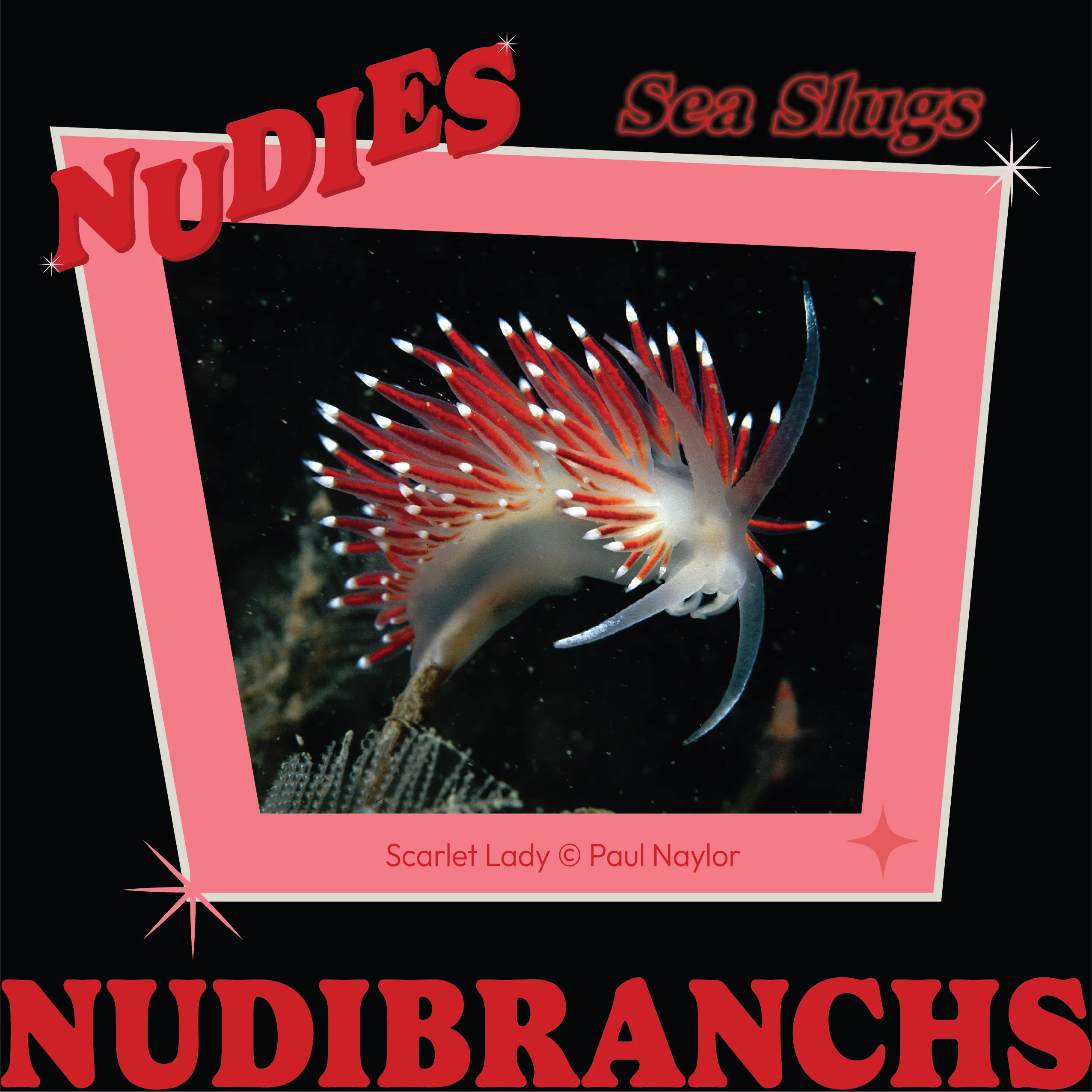 SWT_Nudibranchs2.png