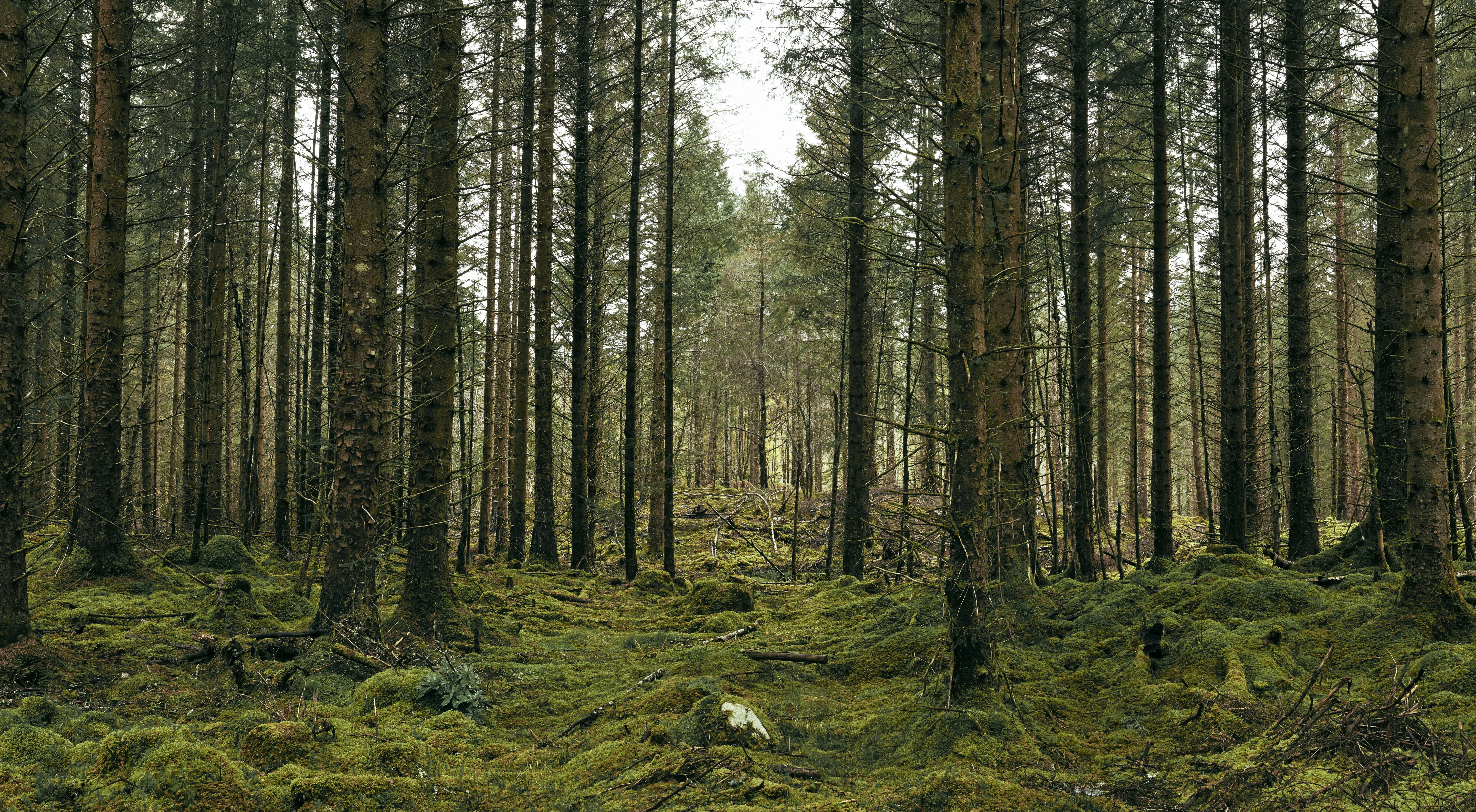 FOREST Min
