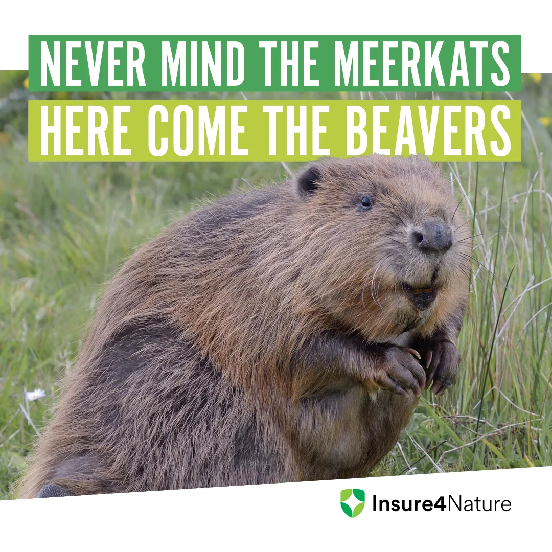 Meta Static_Square_1080x1080_Beaver.jpg