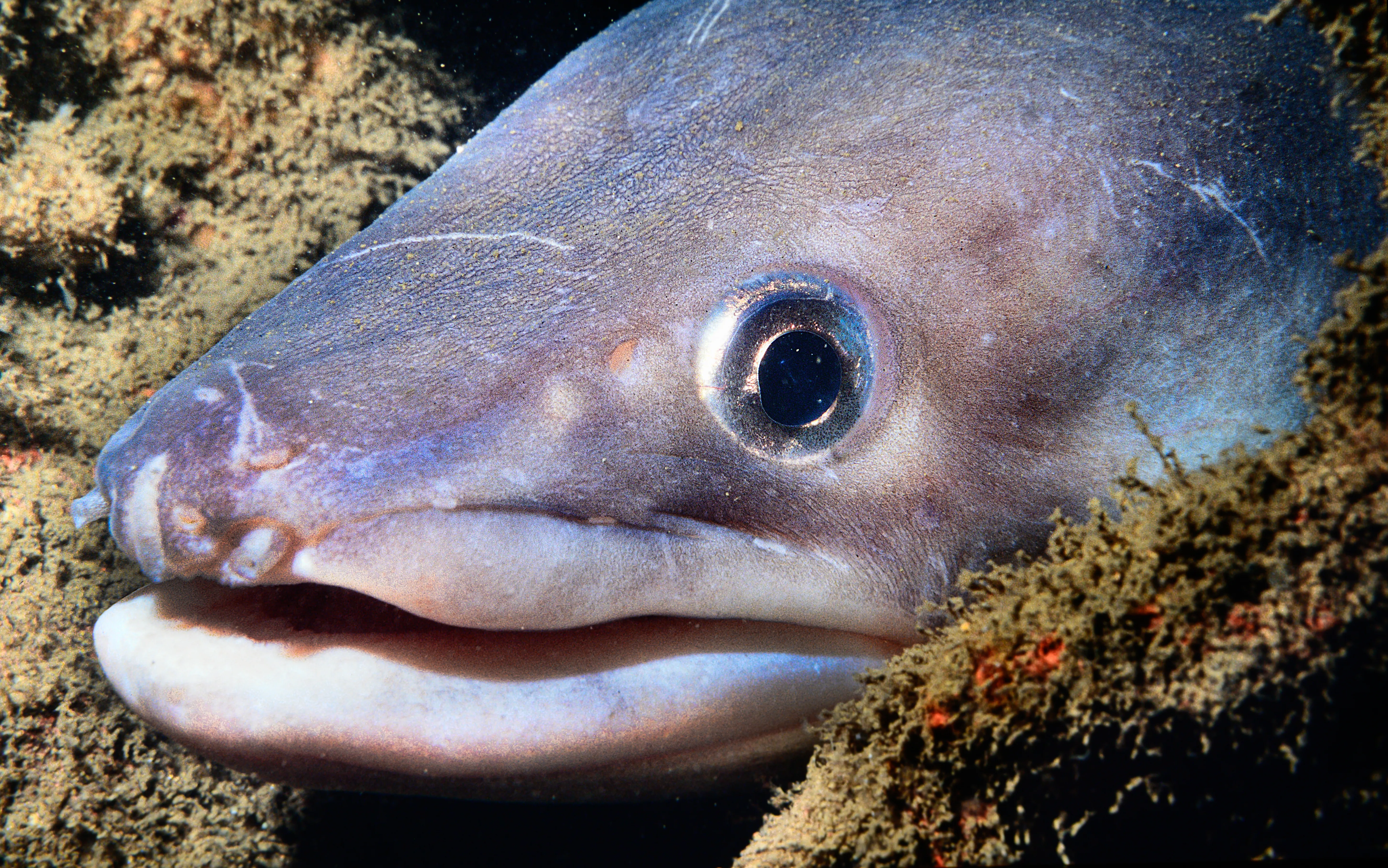 Conger Eel Face © Paul Parsons 2025.jpg