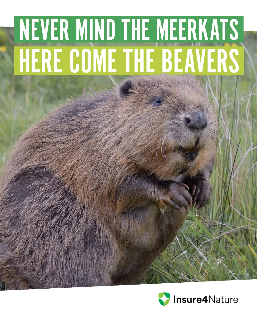 Meta Static_Port_1080x1350_Beaver.jpg